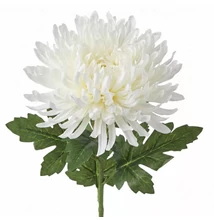 QXI0375LDLK KRIZANTÉM 3S.4L(22)  75CM 503159