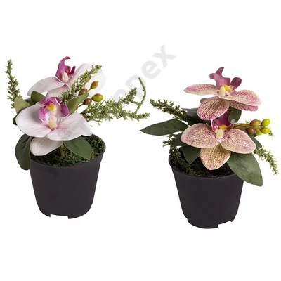 QXI4425LDLK ORCHIDEA CSERÉPBEN 2S13*8,5 550384